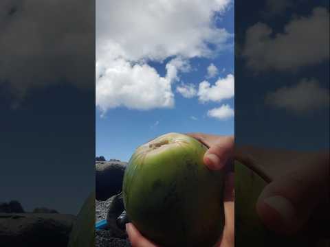 opening a coconut at the beach #Coconuts #beach #asmrsounds