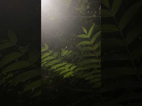Nature ASMR 🌿crickets