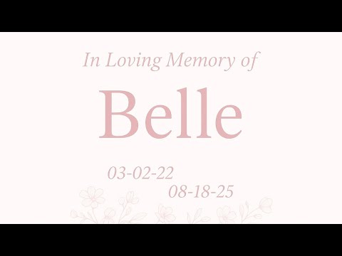 In Loving Memory Of Belle 🤍🕊️