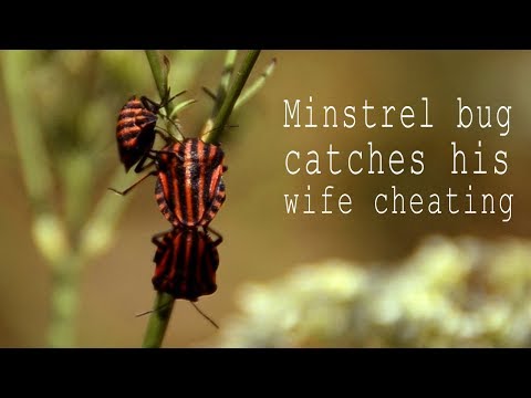 Minstrel bug catches his  wife cheating /with subs/