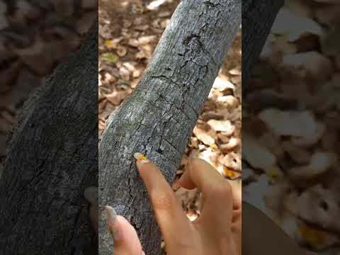 ASMR TRIGGERS NATUREZA #asmr #viral #asmrshorts #asmrshort #shorts #trigger #tapping#videoshort#sono