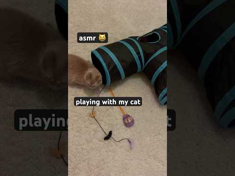 asmr playing with my cat 😸 #crinkles #tapping #scratching