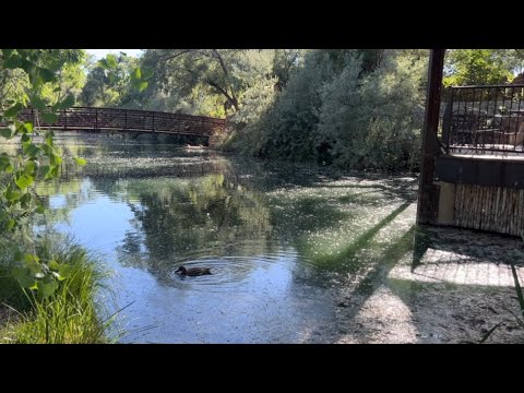 Asmr Vlog Weekend Getaway to Ojo Santa Fe🌻🐝🌿🐓