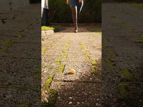 Crushing empty snail shell with Stiletto High Heels Boots #crush #legs #foot #shorts #shoes #asmr