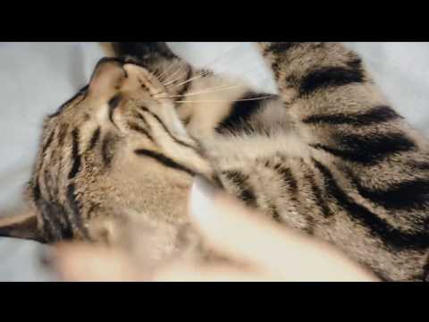 ASMR Cats Purring 猫咪打呼噜#59