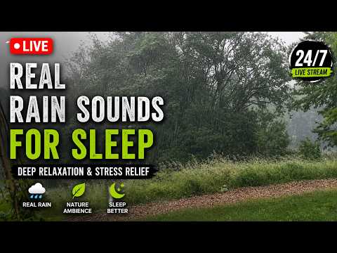 🌧️ Authentic Rain Sounds in Nature | Relaxing Ambience for Sleep & Study