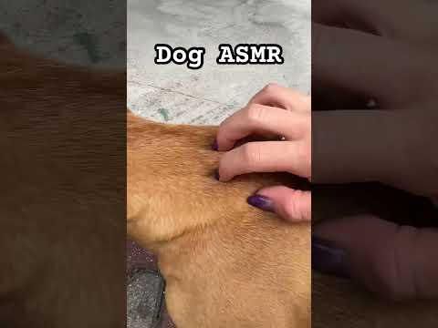 DOG ASMR                                               #patiasmr #asmr #dogasmr #asmrdog #asmrsound