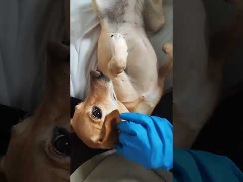 ASMR dog #caramelo #cachorrocaramelo #asmrdog #relaxing