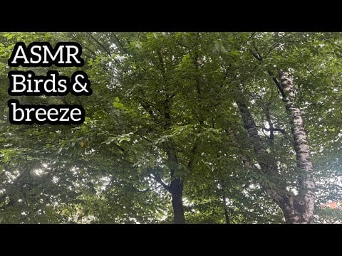 ASMR 🌙 Birds & breeze - Nature sounds after rain (no talking)