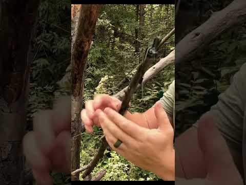 ASMR Giving My Tree A Massage #asmr