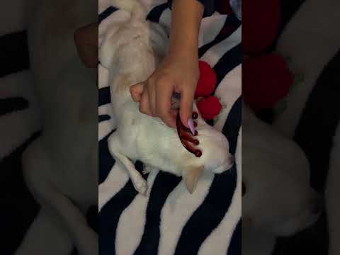 Molly 😍🐶 #asmr #hsyasmr #chiuahua #asmrsounds #asmrsounds