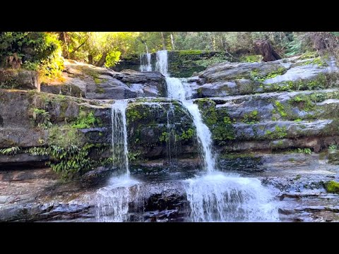 ASMR in Nature & Ambient Sounds 🌿 Tasmania Road Trip ✨️🕊️⋆