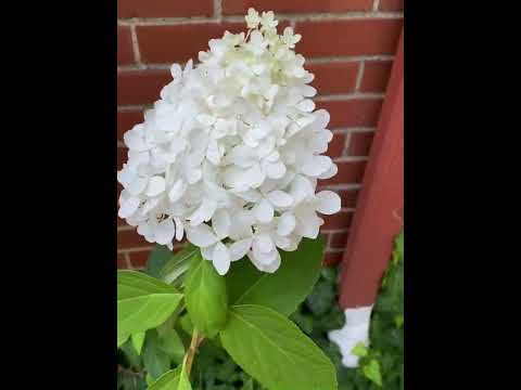 Unintentional ASMR, Deadheading Spent Flowers in Weedy Garden with Cicadas, Birds, Road Noise