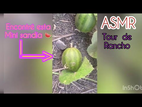 ASMR SEMI INAUDIBLE TOUR POR MI RANCHO