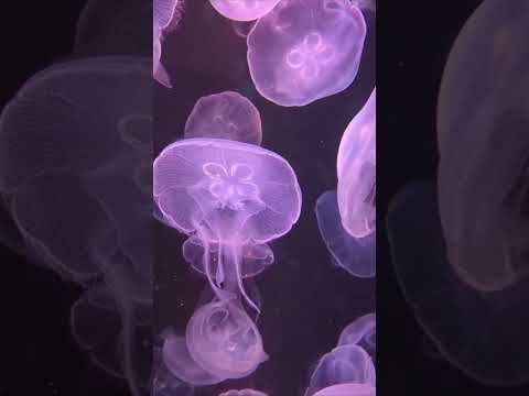 Deep ocean for relax