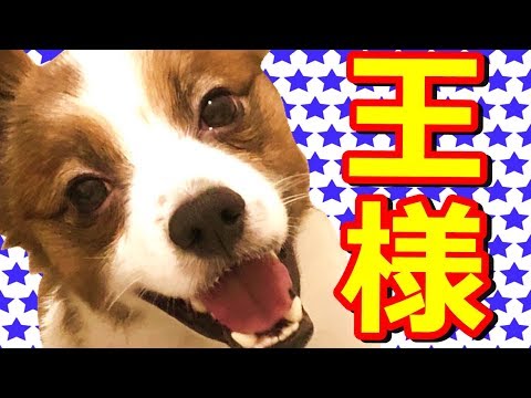 いじわるな飼い主の思惑を本能で成敗する正義のヒーローパピヨン