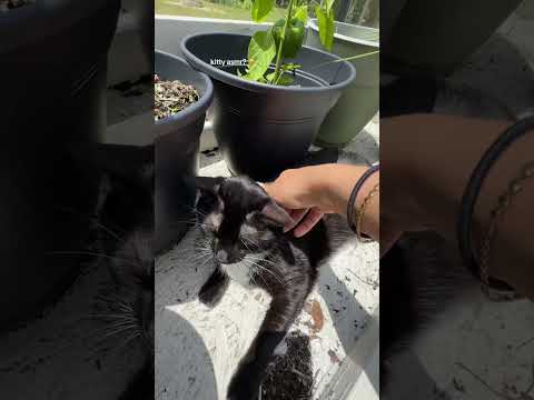 #asmr #triggersforsleep #relax #kitty