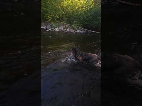 hiking with my dog,  Nala.