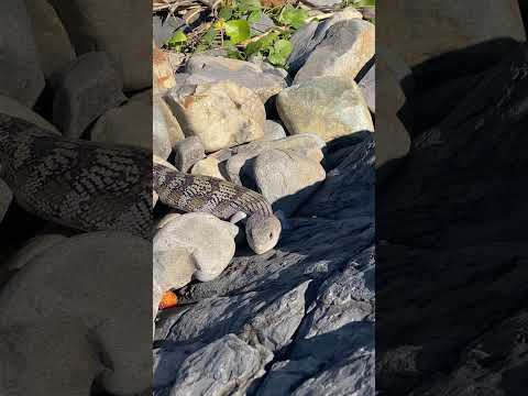 Beach Days… Blue Tongue Wizards… Sacred Dreaming& Soaking Up Winter Sun🌞