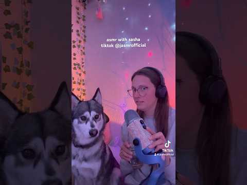 asmr with sasha 🐺❤️ #asmr #tiktok #asmrdog #dogasmr #husky