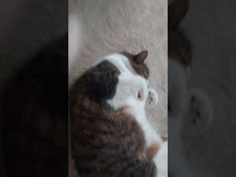 AGGRESSIVE CAMERA SCRATCHING ASMR