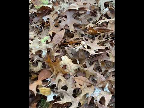 Crunchy oak leaves #asmr