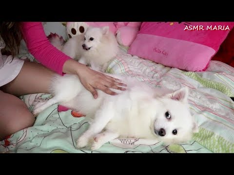 ASMR Pampering My Pet Dog Bradley