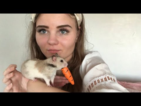 ASMR pet store roleplay adopting a hamster