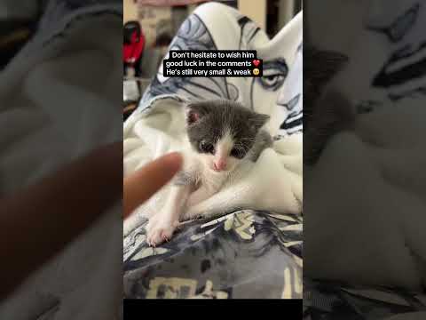 Don’t hesitate to follow to get updates on his journey ! #kitten #rescuecats #asmr #kittenasmr