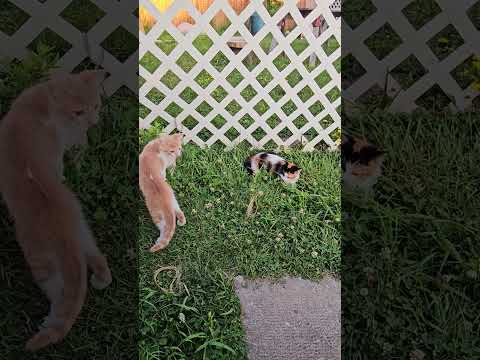 Jaydyn and Spooks with uncle Timmy my tabby cat