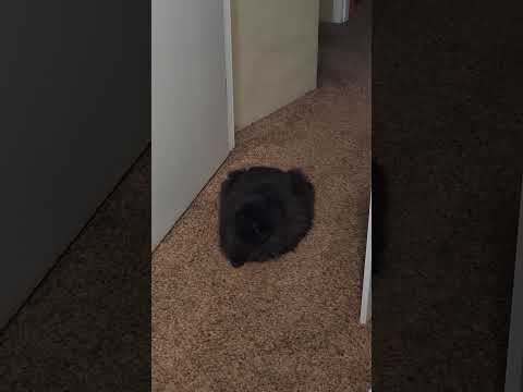 meet Sabrina, our stray turned demanding fluffy pillow 🐱