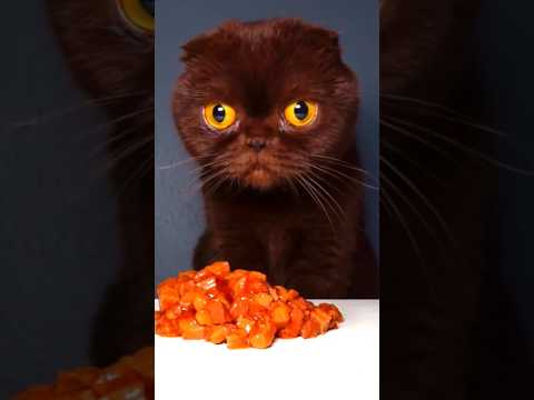 #cutecat #asmr
