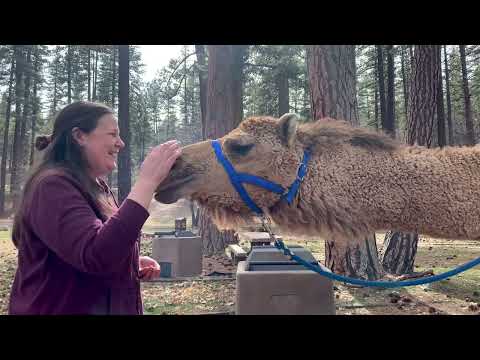 Stranger things! 🐪 Right here in Susanville, California. 