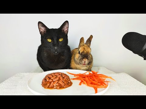 Cat and Rabbit eating ASMR