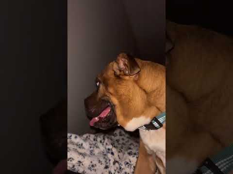 ASMR on my cute dog ☺️ #tingles #tracingasmr #lofiasmr #lowqualityasmr