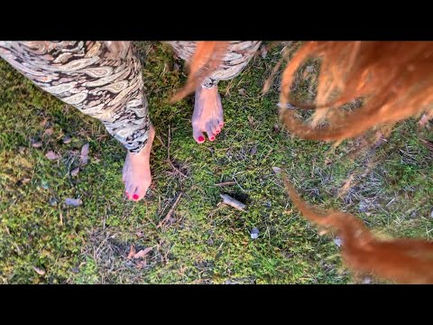 Slow paced walk in a pine forest with your Carer / ASMR