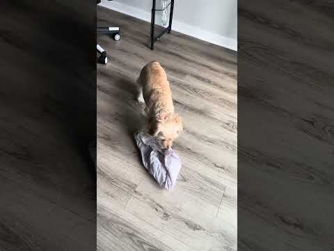 #shorts #dog
