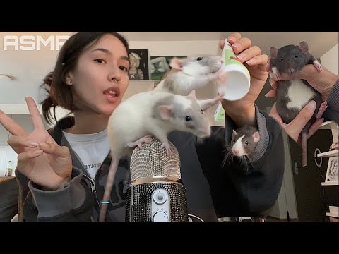 ASMR WITH MY PET RATS ☆ (whispers, rats) 🐀