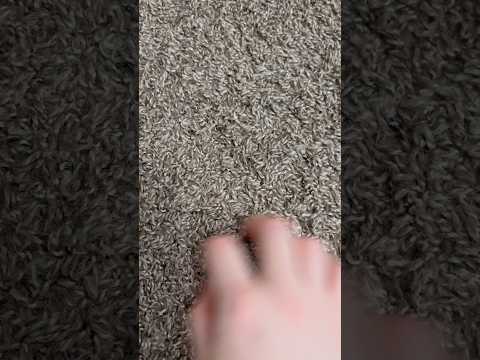 ASMR Scratching My Carpet | (No Talking) #ASMR #Shorts