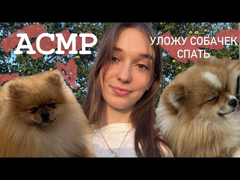 АСМР/ASMR ✨ Уложу собачек спать 🤍
