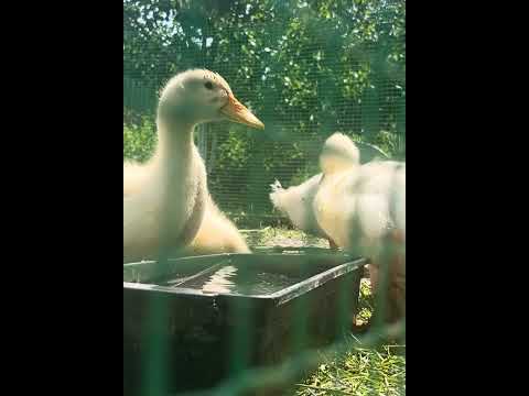 ASMR DUCKS 🦆 