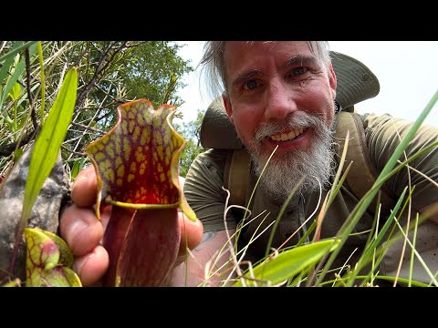 Carnivorous Plants of the NJ Pinelands | Webb's Mill Bog & Batsto Village to Tom's Pond Trail | ASMR
