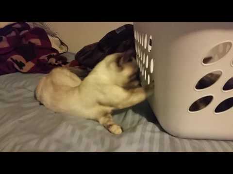 SouthernASMR Sounds Vlog 2-4-2017 - Eevee & Punkin Update 😹😹