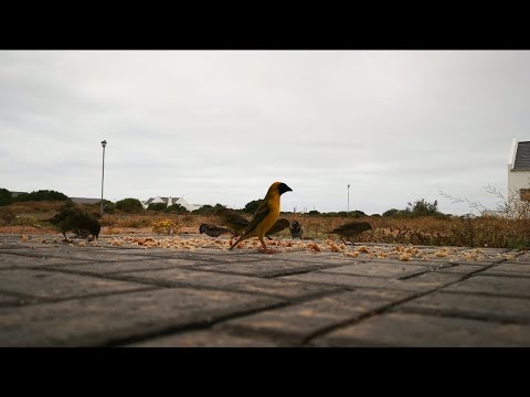 {ASMR} Relaxing Bird Eating Bread Sounds