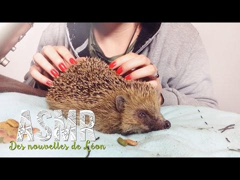 ASMR Français ~ Des nouvelles de Léon  + Lire la barre d'infos !!