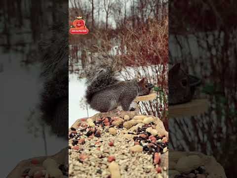 Paralel evrende Alvin 🐿️ #asmr #hsyasmr #squirrel