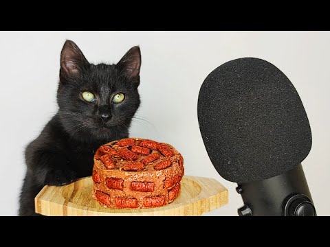 Kitten Eating Wet & Dry Cat Food ASMR