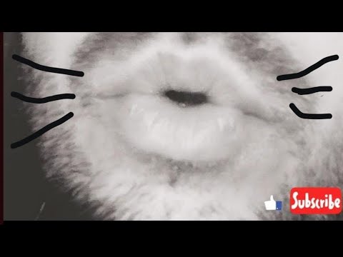 ASMR Meowing, Purring,UWU, Happy Clawing! #asmr #uwu #purring