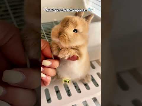 The world's smallest business partner 📝🐰