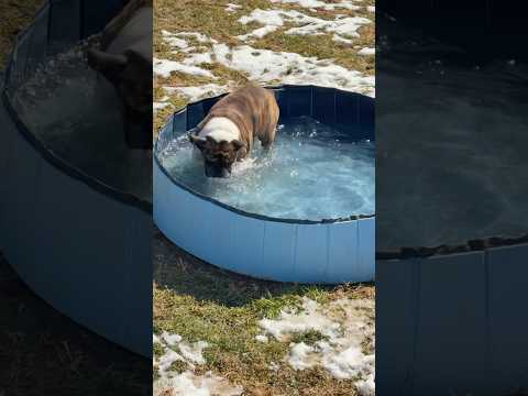 Bulldog splashing in the pool #asmrwatersounds #splash #bulldogs #water